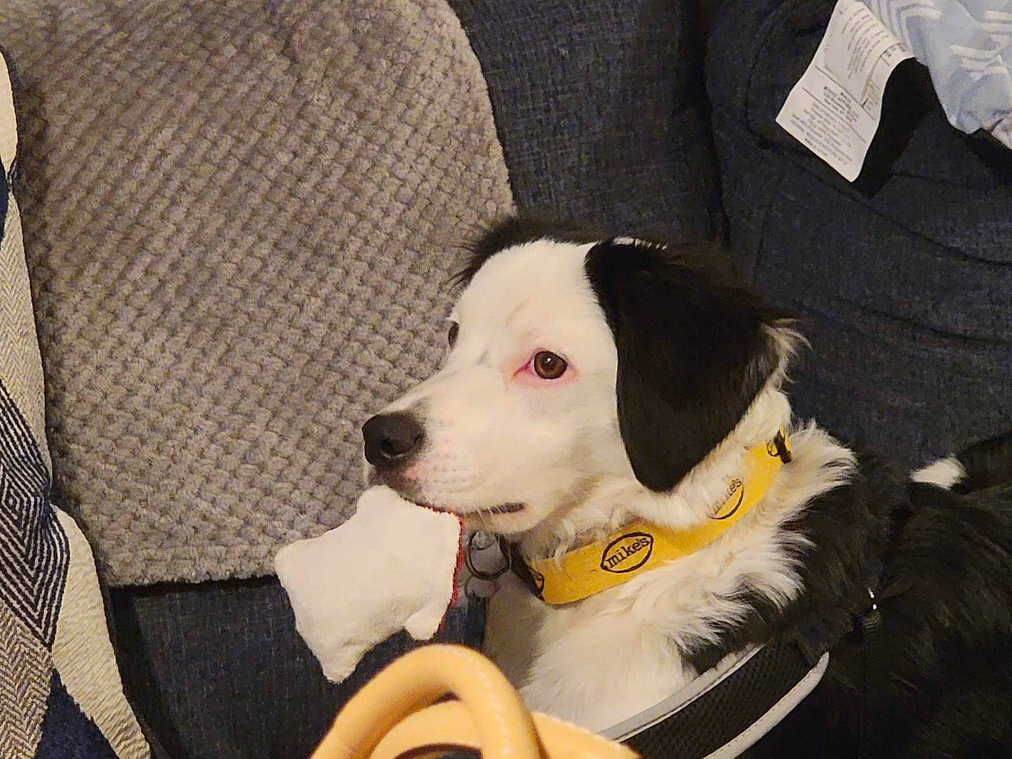 Bernie is registered to the contest to win money with this photo: canidae, carnivore, chair, collar, comfort, companion_dog, dog, dog_breed, dog_collar, dog_supply, fur, leash, non_sporting_group, pet_supply, whiskers, working_animal, working_dog