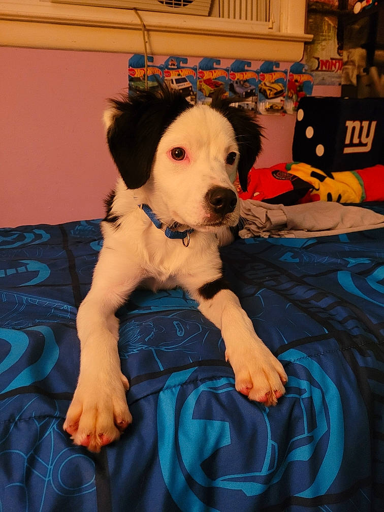 Bernie is registered to the contest to win money with this photo: ball, canidae, carnivore, comfort, companion_dog, couch, dog, dog_breed, dog_supply, dog_toy, fawn, flooring, fur, linens, sitting, snout, sporting_group, stuffed_toy, toy, working_animal