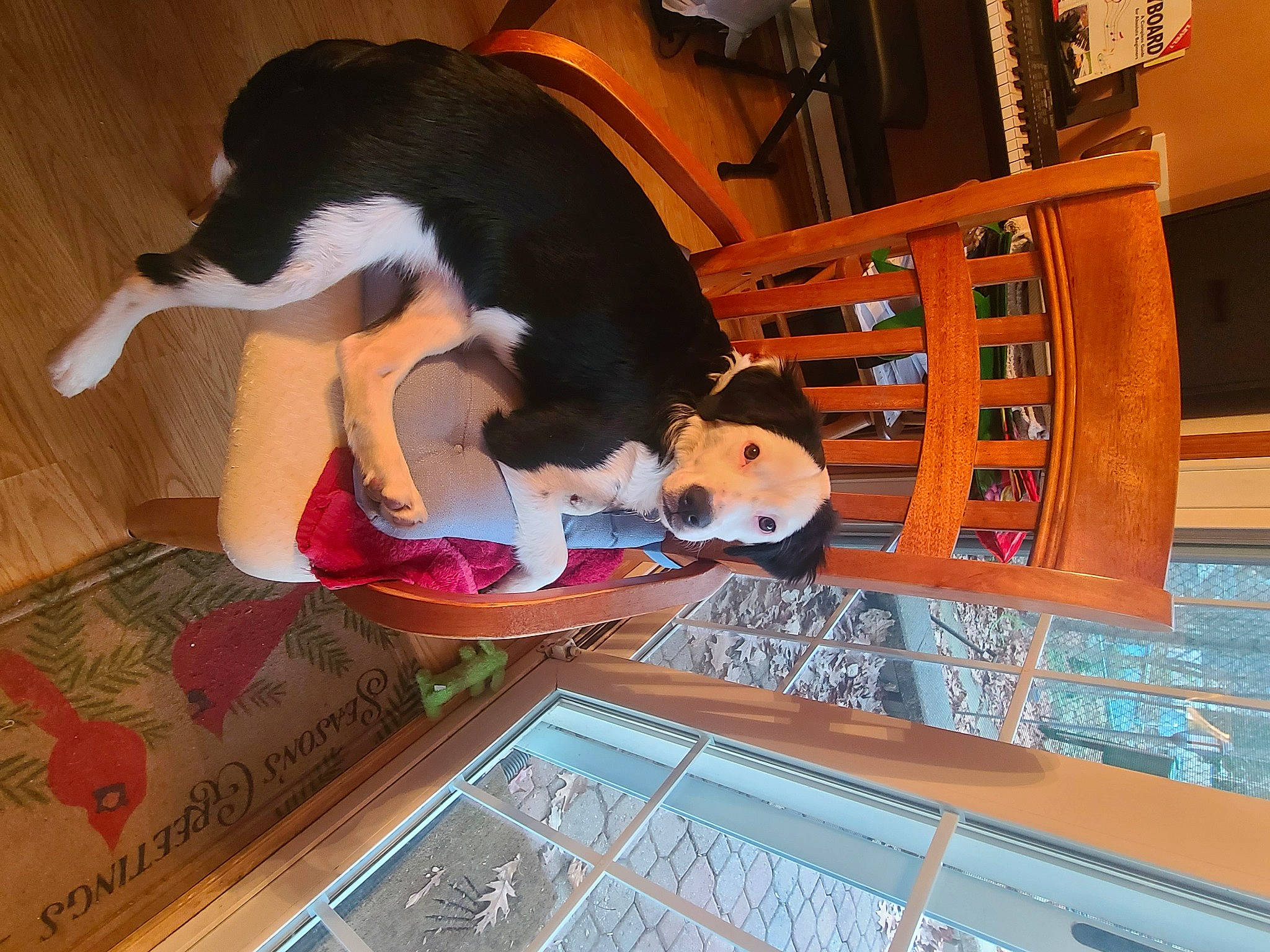 Bernie joined the competition — help win amazing prizes! canidae, carnivore, companion_dog, dog, dog_breed, flooring, fun, hardwood, leisure, room, sporting_group, tail, visual_arts, wood, world