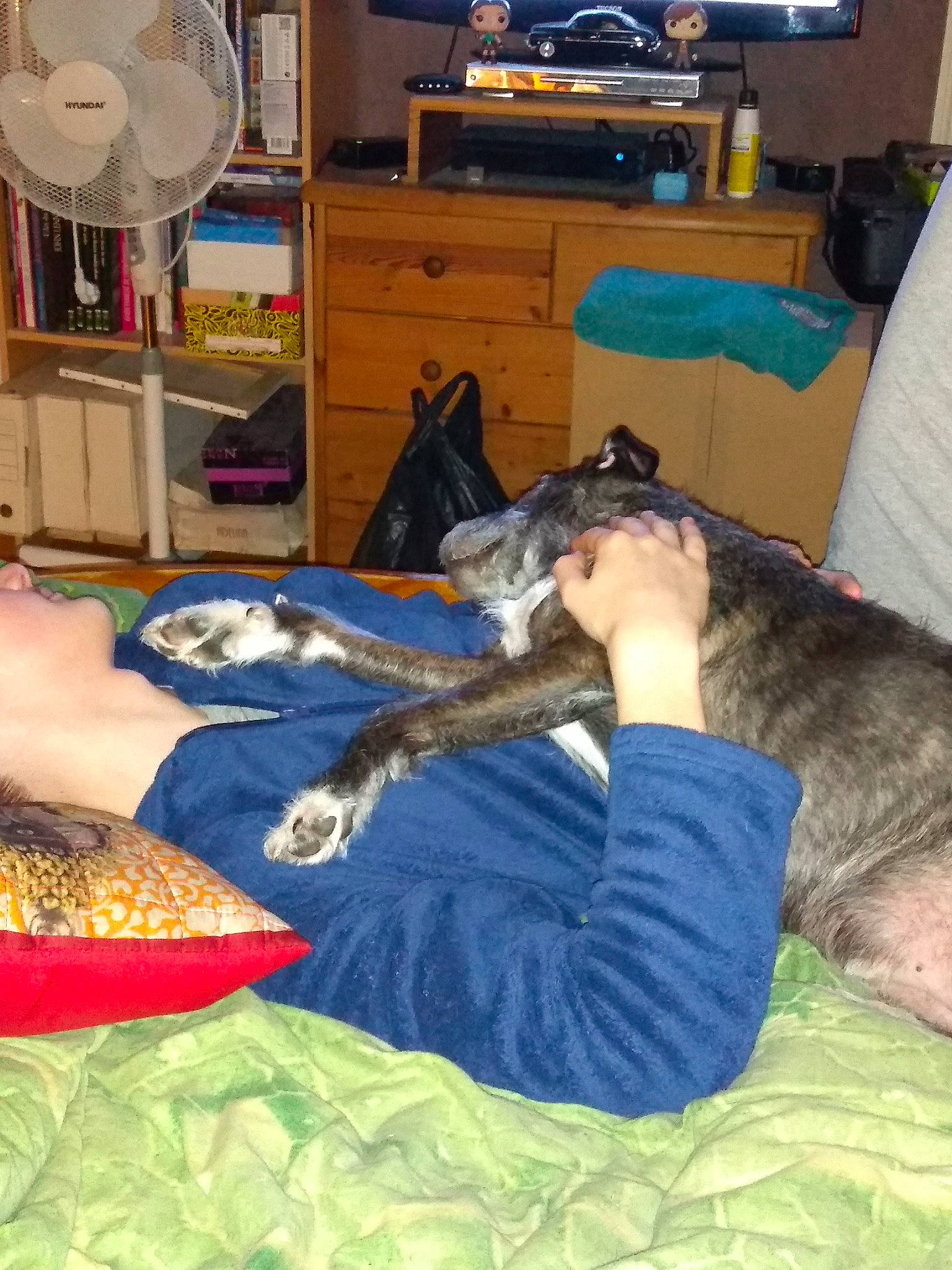 Flore participe au concours pour gagner de l'argent avec cette photo : bed, cabinetry, chest_of_drawers, comfort, companion_dog, couch, dog, dog_breed, drawer, entertainment_center, felidae, home_appliance, lamp, lap, linens, mechanical_fan, room, small_to_medium_sized_cats, television, television_set