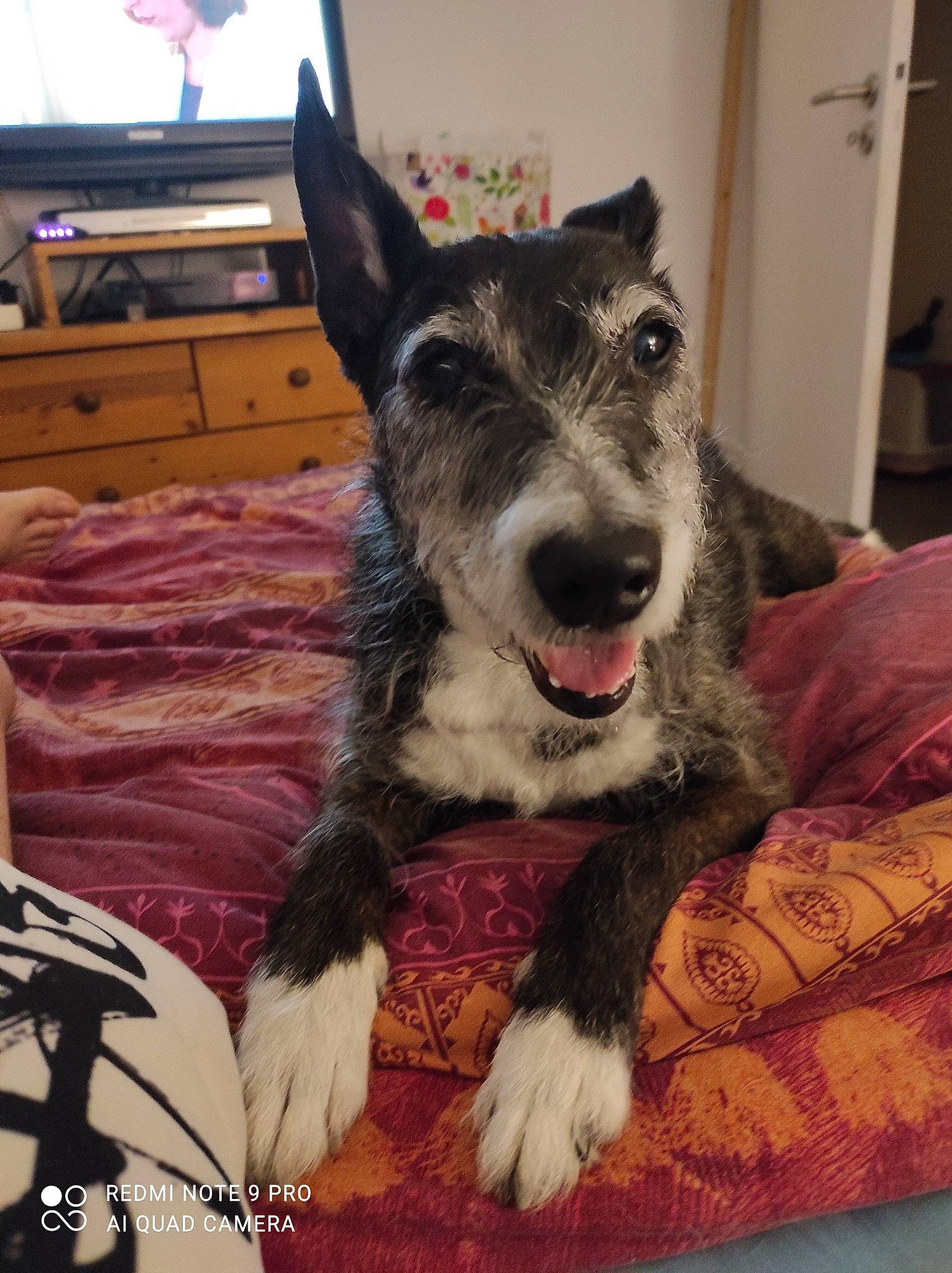 Flore participe au concours pour gagner de l'argent avec cette photo : australian_cattle_dog, cabinetry, cable_television, canidae, carnivore, comfort, companion_dog, display_device, dog, dog_breed, drawer, fur, home_appliance, snout, sporting_group, television, television_set, texas_heeler, whiskers, working_animal