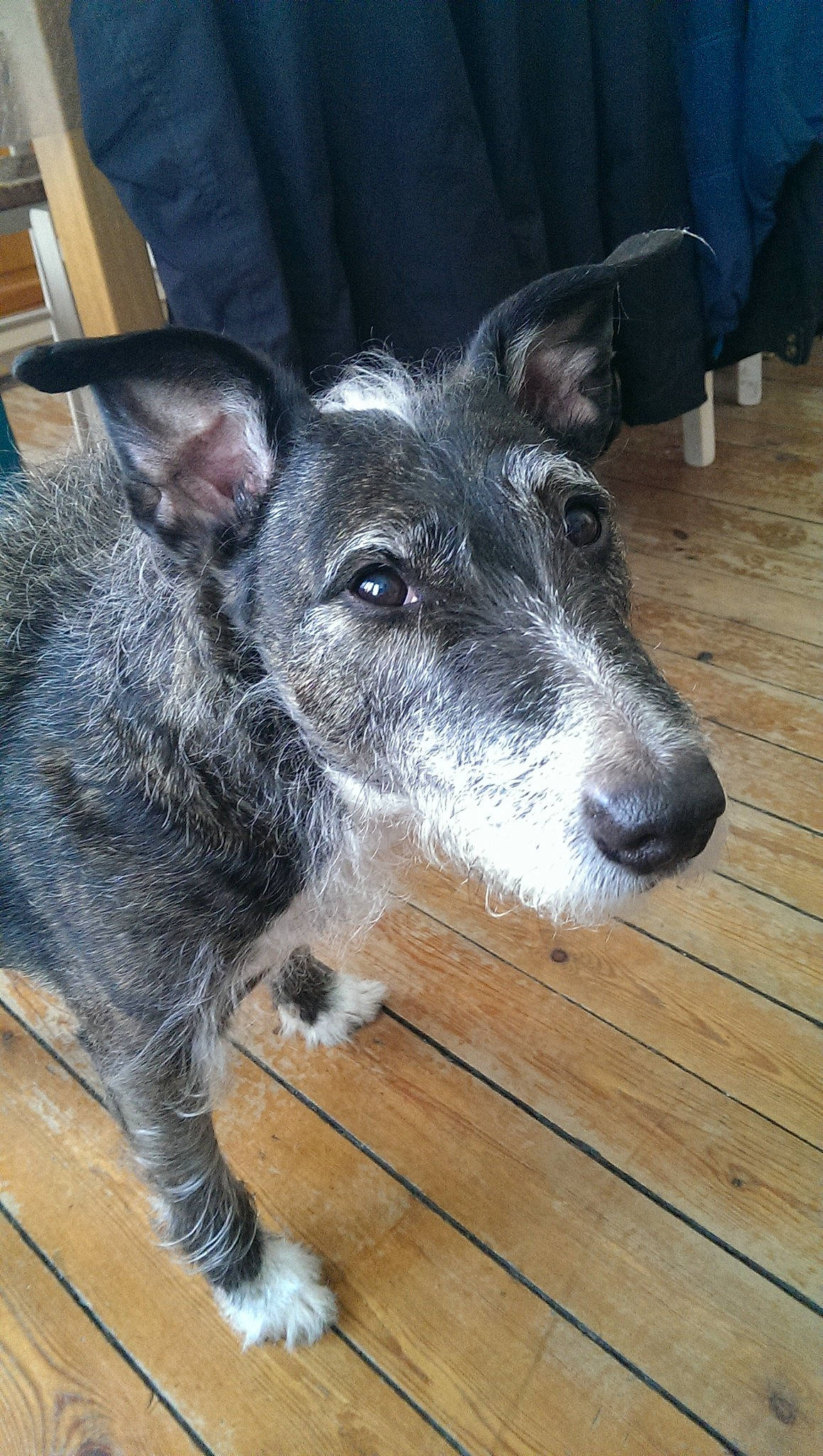 Flore participe au concours pour gagner de l'argent avec cette photo : canidae, carnivore, companion_dog, dog, dog_breed, fur, hardwood, plank, snout, sporting_group, terrestrial_animal, texas_heeler, whiskers, wood, working_animal, working_dog