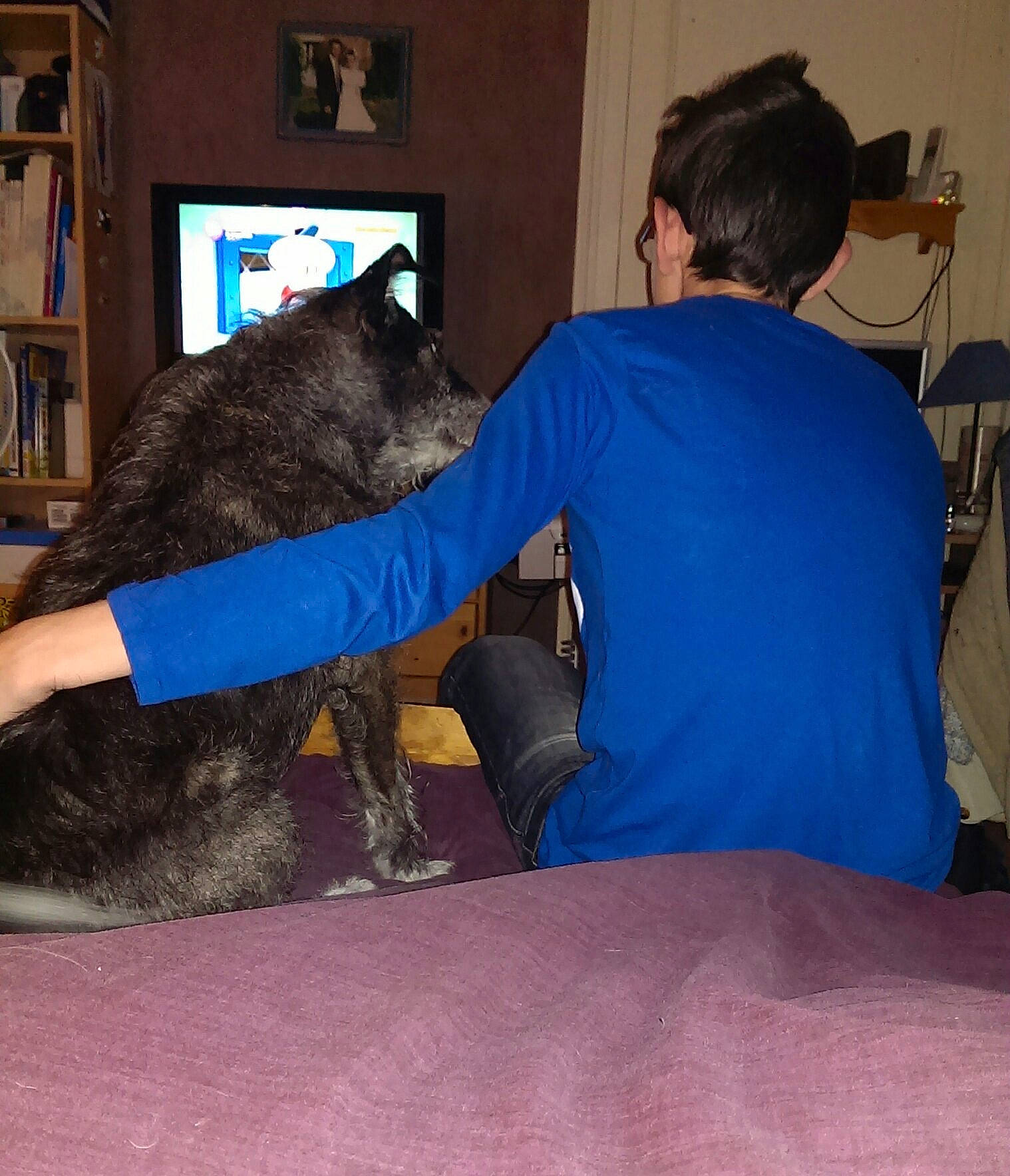 Flore participe au concours pour gagner de l'argent avec cette photo : bookcase, canidae, carnivore, chair, comfort, companion_dog, dog, dog_breed, fawn, felidae, flooring, fur, gesture, picture_frame, shelf, small_to_medium_sized_cats, sporting_group, tail, television, working_animal