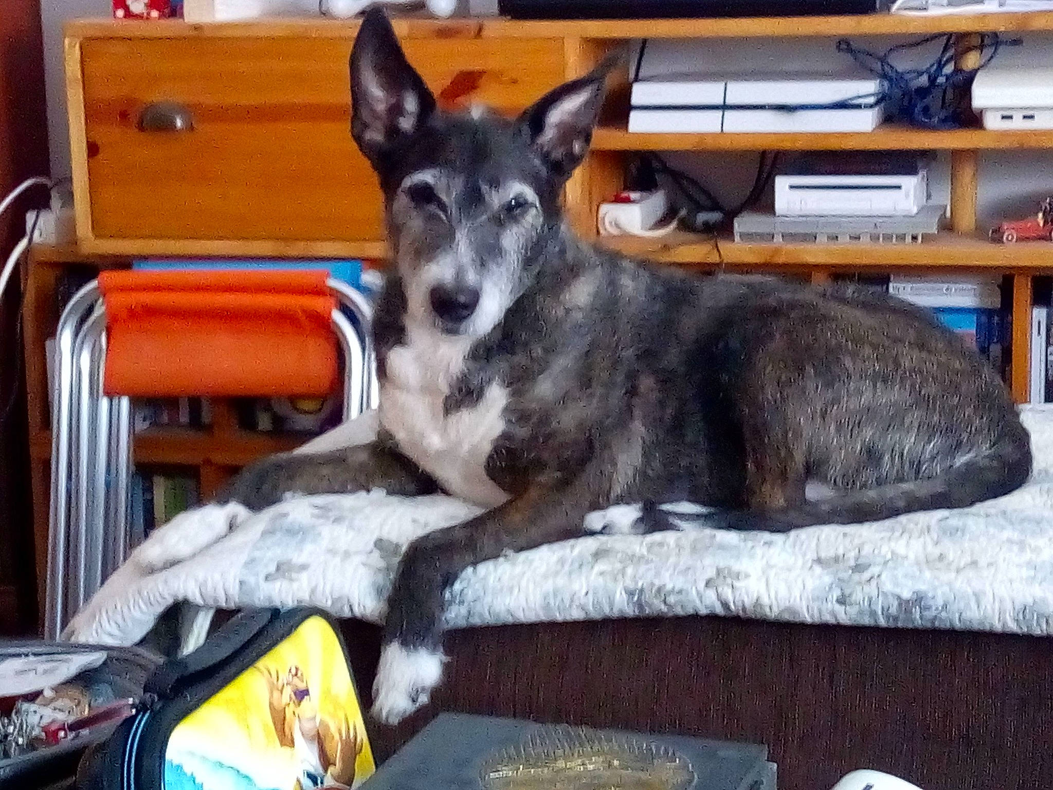 Flore participe au concours pour gagner de l'argent avec cette photo : bookcase, canidae, carnivore, comfort, companion_dog, dog, dog_breed, east_european_shepherd, fawn, fur, herding_dog, shelf, shelving, sitting, snout, sporting_group, whiskers, wood, working_animal, working_dog