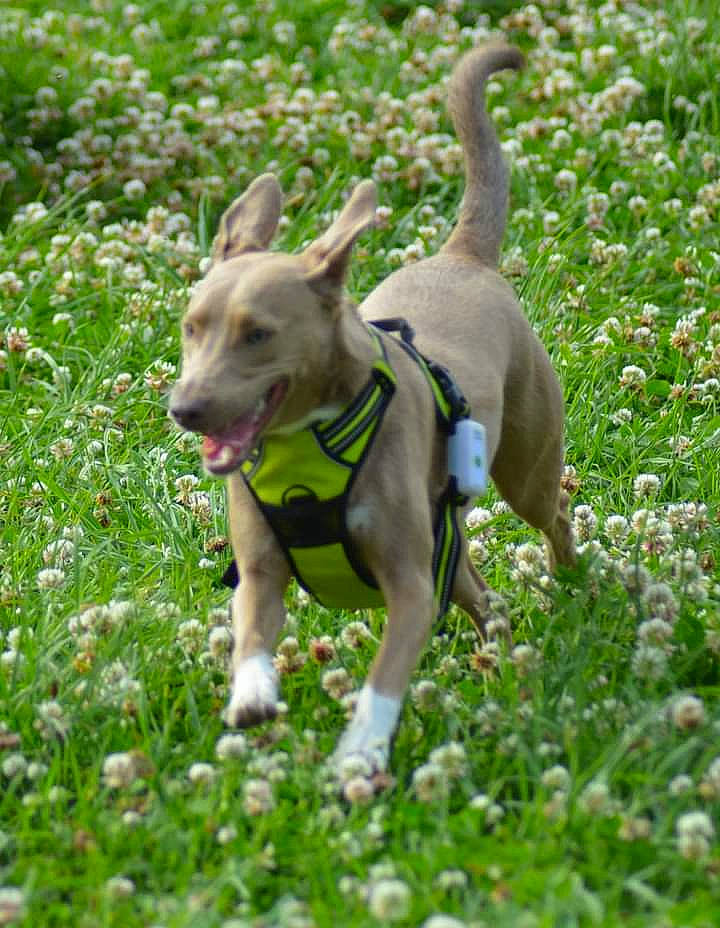 Saphyr a rejoint le concours — aidez-le/la à gagner de superbes lots ! canidae, carnivore, collar, companion_dog, dog, dog_breed, dog_collar, dog_supply, fawn, flower, grass, groundcover, meadow, pet_supply, plant, snout, sporting_group, tail, terrestrial_animal, working_animal