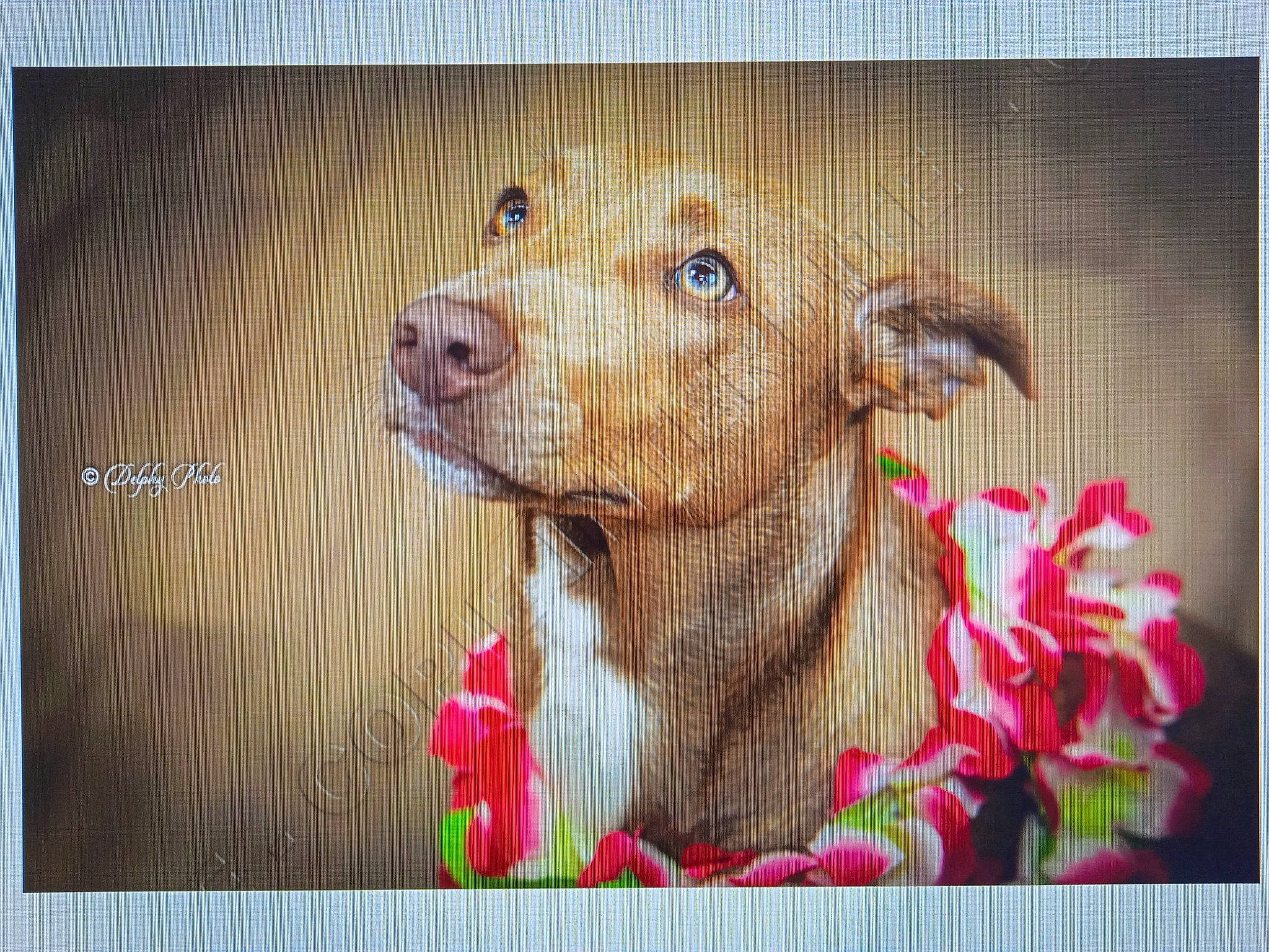 Saphyr participe au concours pour gagner de l'argent avec cette photo : adaptation, carnivore, collar, companion_dog, dog, dog_breed, dog_collar, fawn, liver, pet_supply, petal, photo_caption, plant, rectangle, snout, sporting_group, toy, whiskers, wood, working_animal