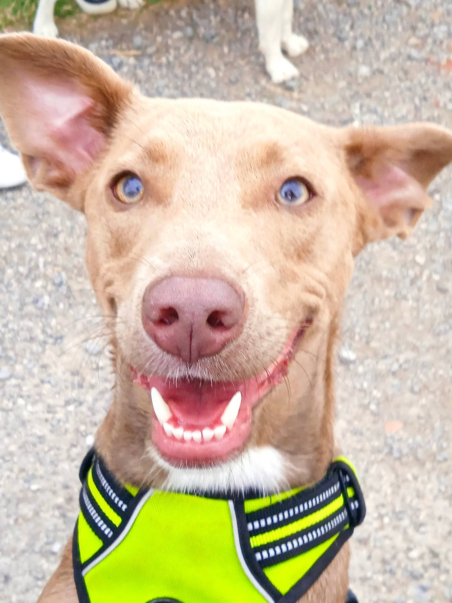 Saphyr participe au concours pour gagner de l'argent avec cette photo : carnivore, collar, companion_dog, dog, dog_breed, dog_clothes, dog_collar, dog_supply, ear, fawn, fur, happy, nose, pet_supply, snout, sporting_group, terrestrial_animal, whiskers, working_animal