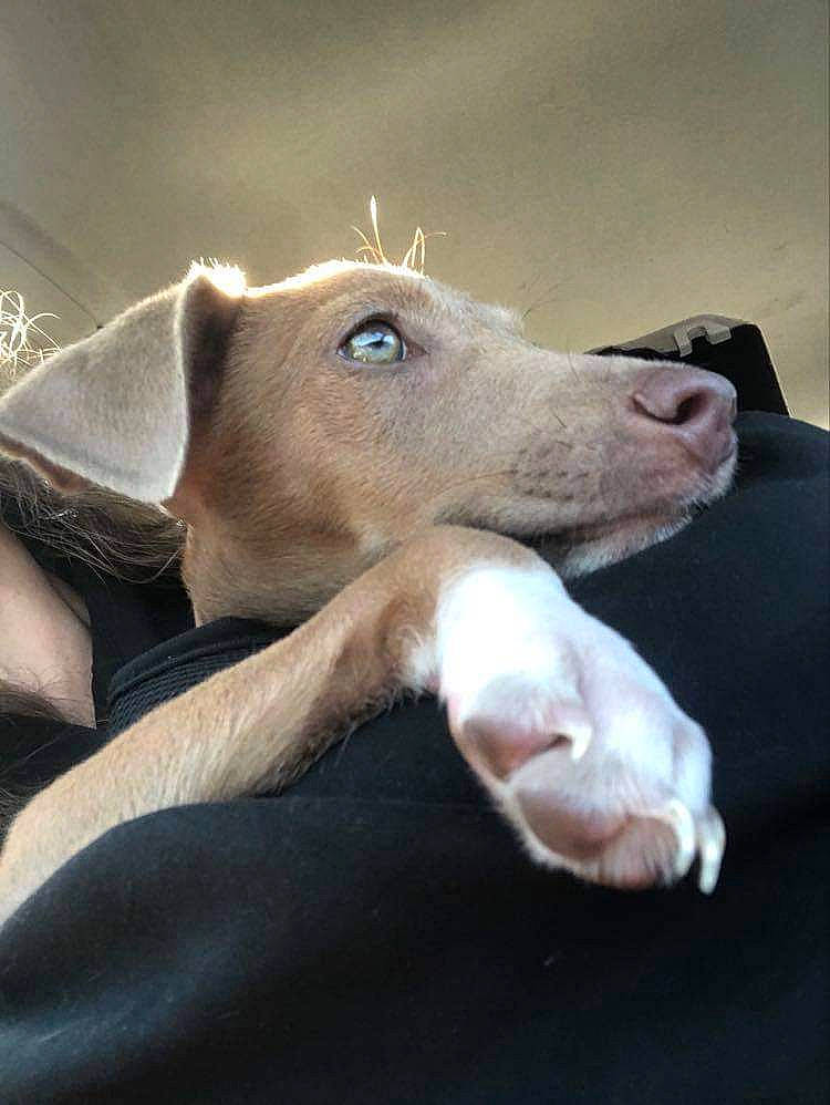 Saphyr a rejoint le concours — aidez-le/la à gagner de superbes lots ! canidae, carnivore, companion_dog, dog, dog_breed, ear, fawn, liver, non_sporting_group, paw, snout, sporting_group, tail, terrestrial_animal, whiskers, working_animal