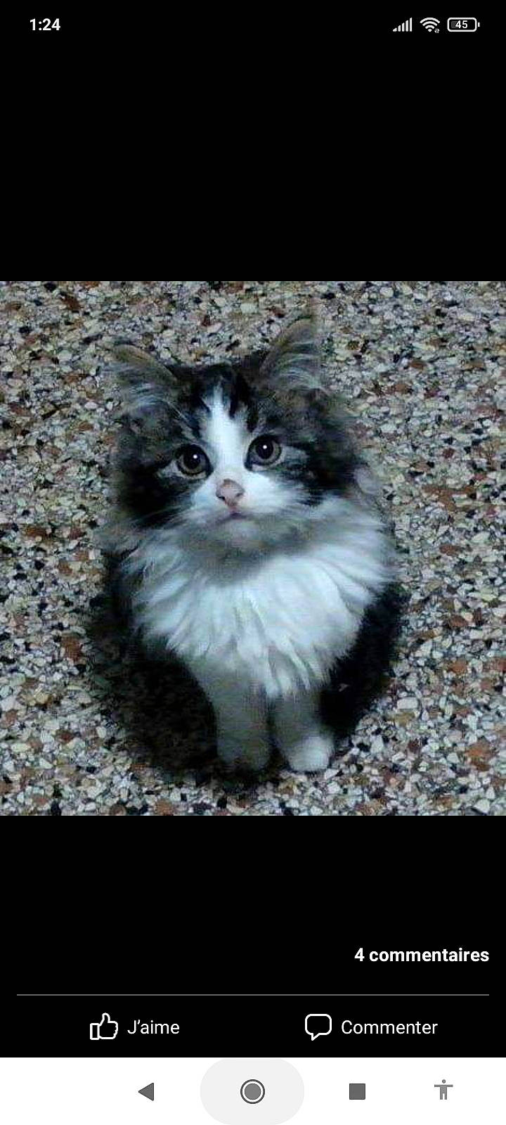 Zelda participe au concours pour gagner de l'argent avec cette photo : art, carnivore, cat, domestic_short_haired_cat, eye, fawn, felidae, fur, iris, paw, photo_caption, plant, sitting, small_to_medium_sized_cats, snout, tail, terrestrial_animal, tree, whiskers, window