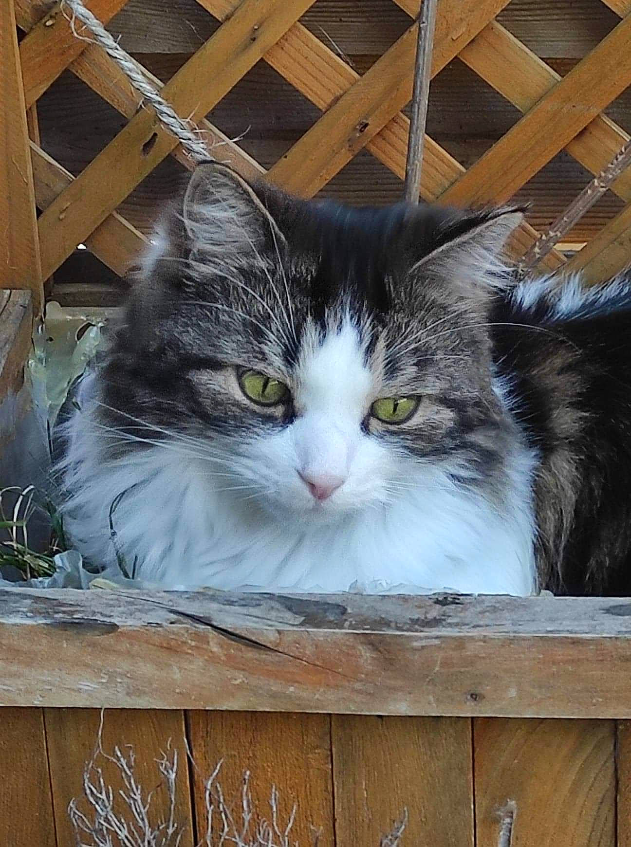 Zelda participe au concours pour gagner de l'argent avec cette photo : carnivore, cat, domestic_short_haired_cat, felidae, fur, iris, mammal, paw, photo_caption, plant, small_to_medium_sized_cats, snout, vertebrate, whiskers, window, wood