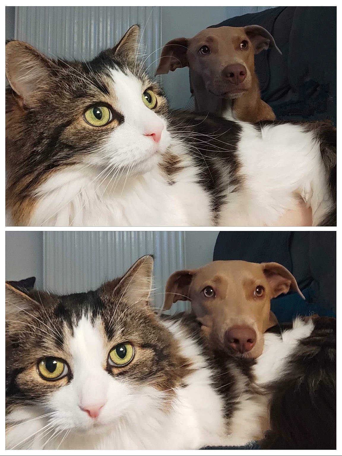 Zelda participe au concours pour gagner de l'argent avec cette photo : art, beauty, carnivore, cat, collage, companion_dog, felidae, fur, mammal, paw, photo_caption, photograph, rectangle, small_to_medium_sized_cats, snapshot, snout, stock_photography, vertebrate, whiskers, white