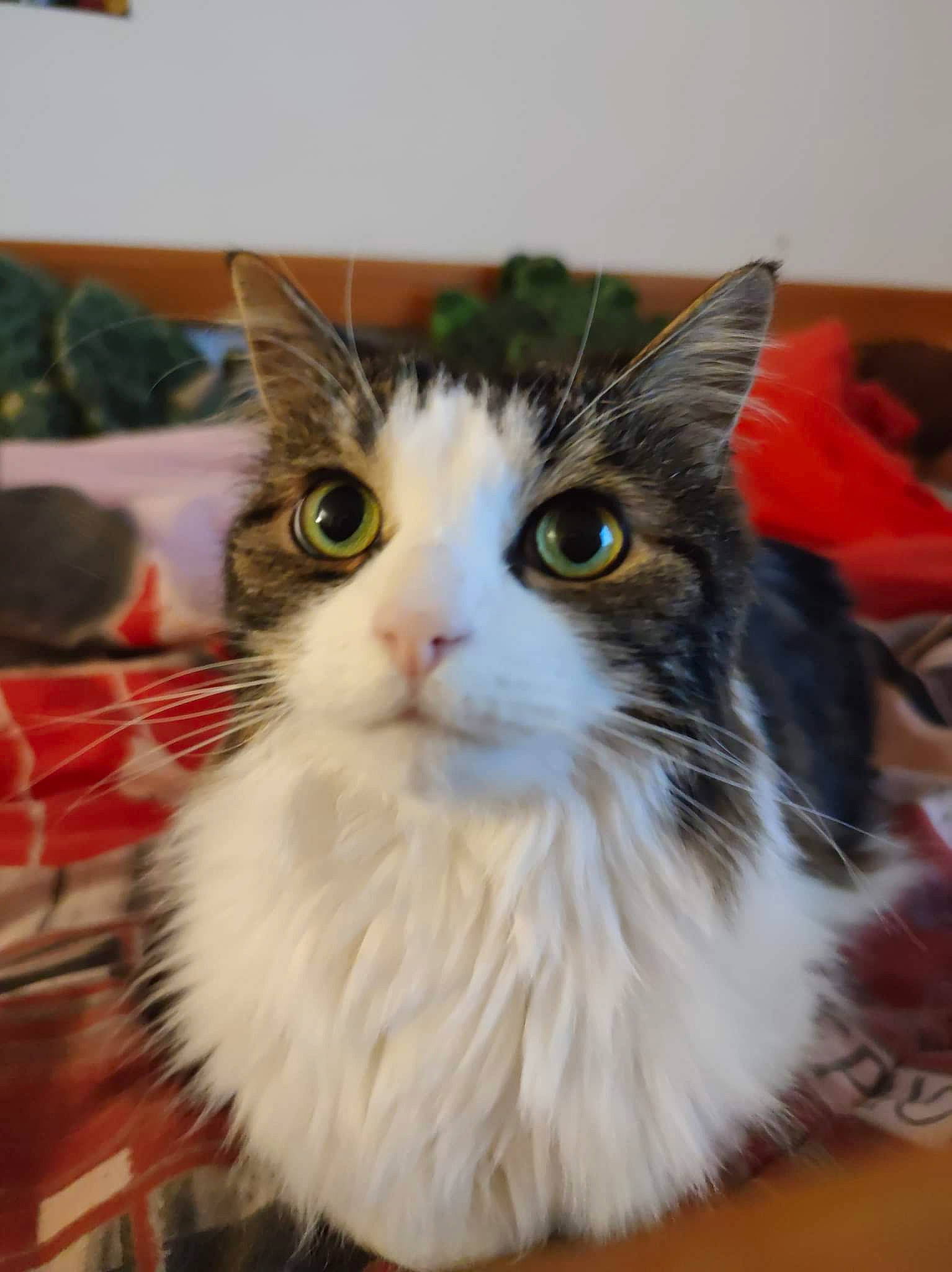 Zelda a rejoint le concours — aidez-le/la à gagner de superbes lots ! box, cardboard, carnivore, cat, domestic_short_haired_cat, eye, felidae, fur, head, paper_product, small_to_medium_sized_cats, snout, whiskers, window