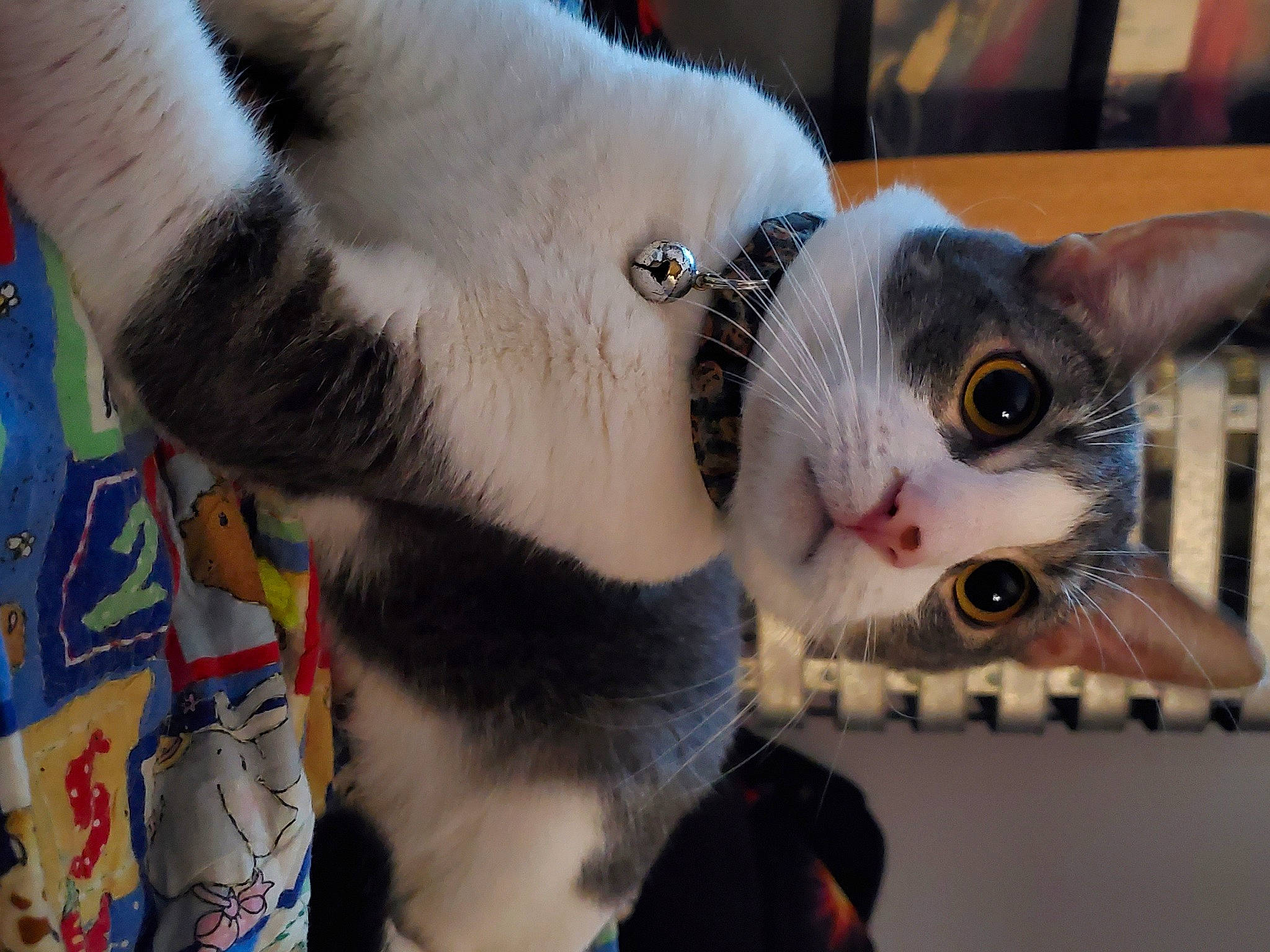 Lucifer Morningkitty is registered to the contest to win money with this photo: carnivore, cat, claw, collar, domestic_short_haired_cat, ear, eye, eyelash, fang, fawn, felidae, fur, head, paw, small_to_medium_sized_cats, tail, whiskers