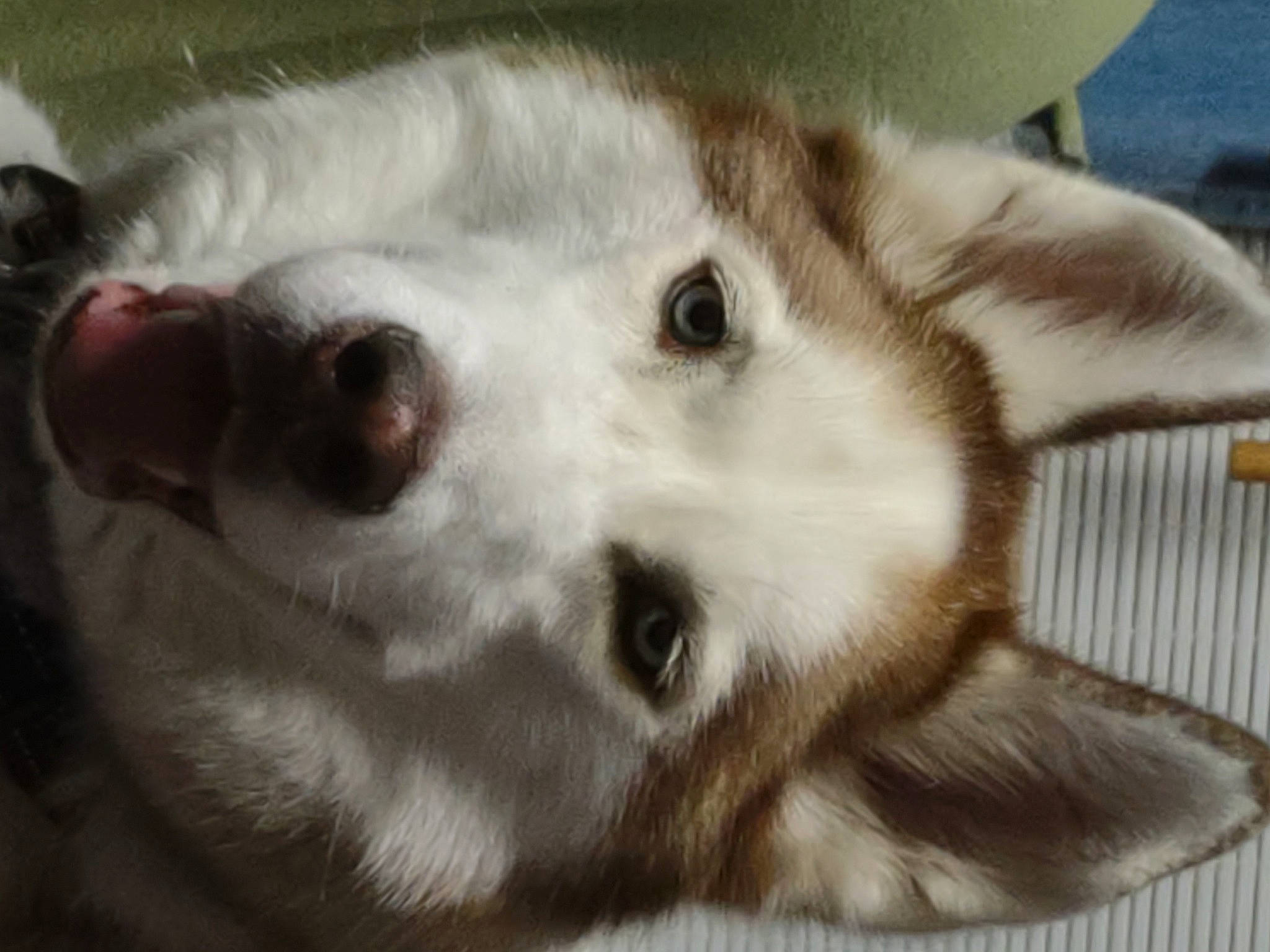 Koda is registered to the contest to win money with this photo: canidae, carnivore, companion_dog, dog, dog_breed, ear, fawn, fur, paw, small_to_medium_sized_cats, snout, sporting_group, terrestrial_animal, whiskers, working_animal