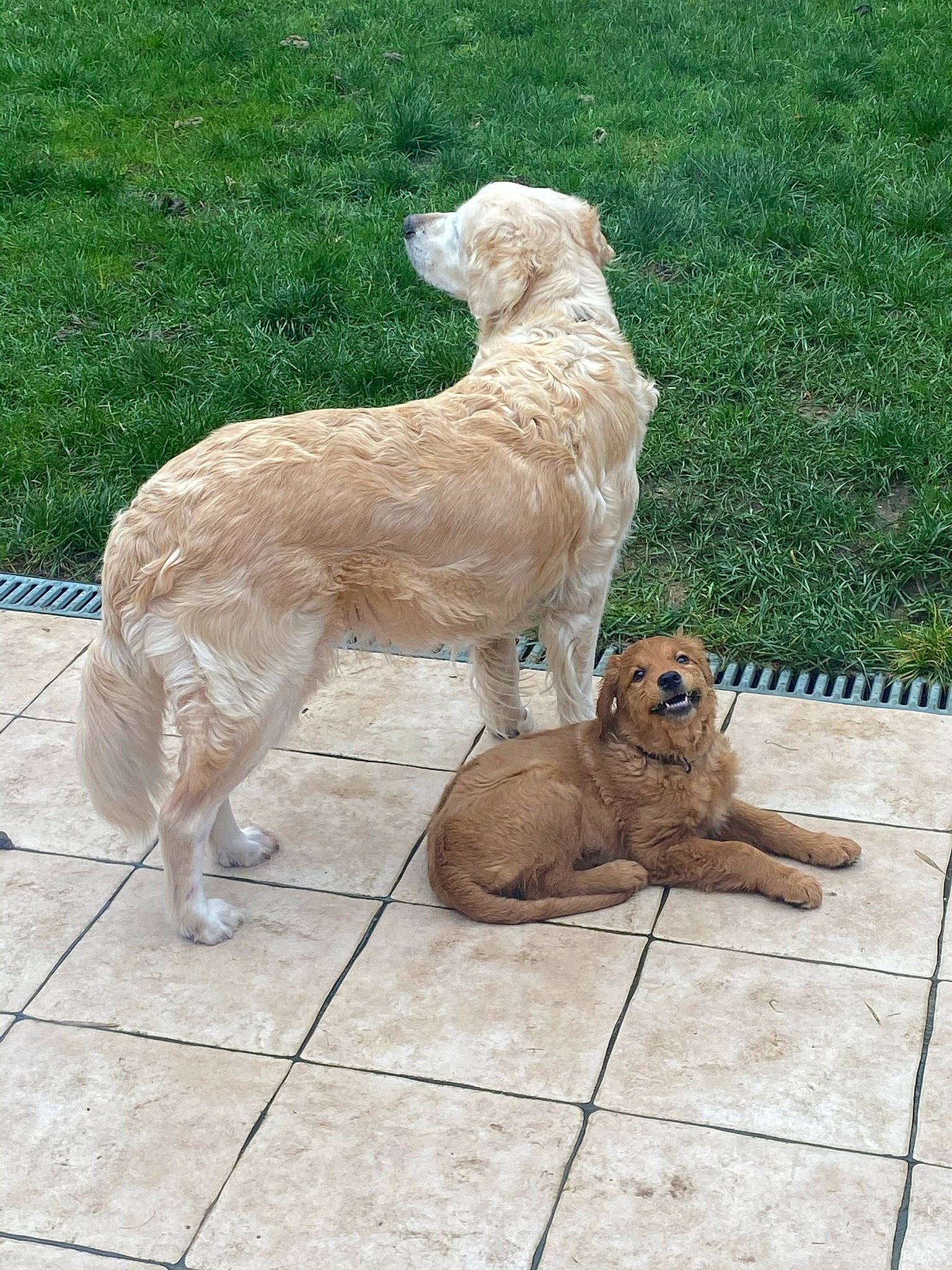 Rolly participe au concours pour gagner de l'argent avec cette photo : alpaca, big_cats, canidae, carnivore, companion_dog, dog_breed, fawn, felidae, fur, grass, plant, sidewalk, small_to_medium_sized_cats, snout, sporting_group, tail, terrestrial_animal, tree, wildlife, working_animal