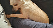 Paloma participe au concours pour gagner de l'argent avec cette photo : animal, chihuahua, close_up, comfort, companion, cozy, cuddle, cute, dog, friendship, fur, human_arm, indoor, nap, pet, relaxation, resting, sleeping, small_dog, tan_dog