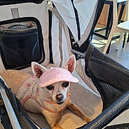 Paloma a rejoint le concours — aidez-le/la à gagner de superbes lots ! animal, casual_setting, chair, chihuahua, companion, curious_expression, cute, dog, floor, indoor, light_brown_fur, mesh, pet_clothing, pet_stroller, pink_visor, seated, small_dog, sunlight, table, zipper