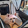 animal, casual_setting, chair, chihuahua, companion, curious_expression, cute, dog, floor, indoor, light_brown_fur, mesh, pet_clothing, pet_stroller, pink_visor, seated, small_dog, sunlight, table, zipper