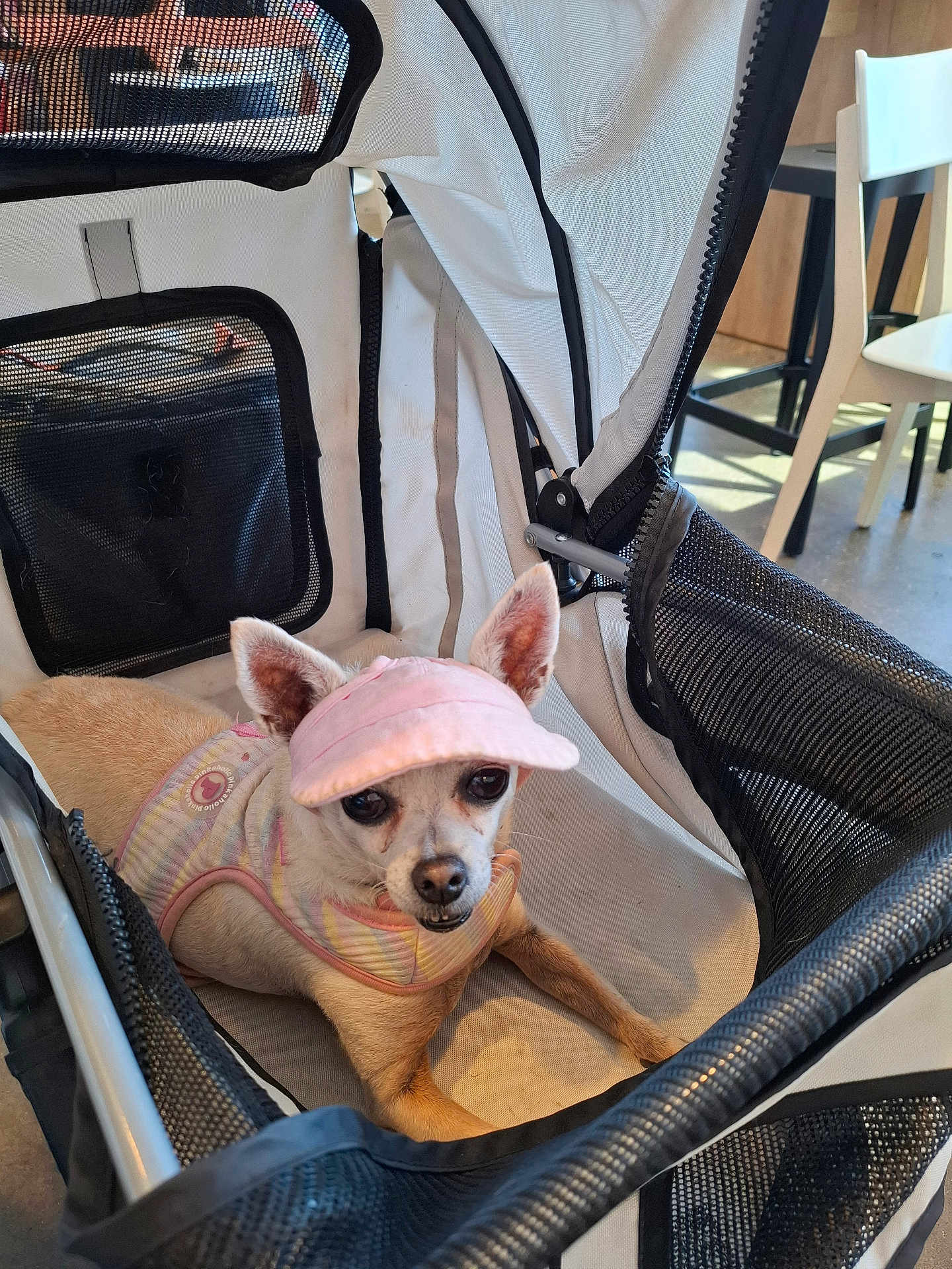 Paloma