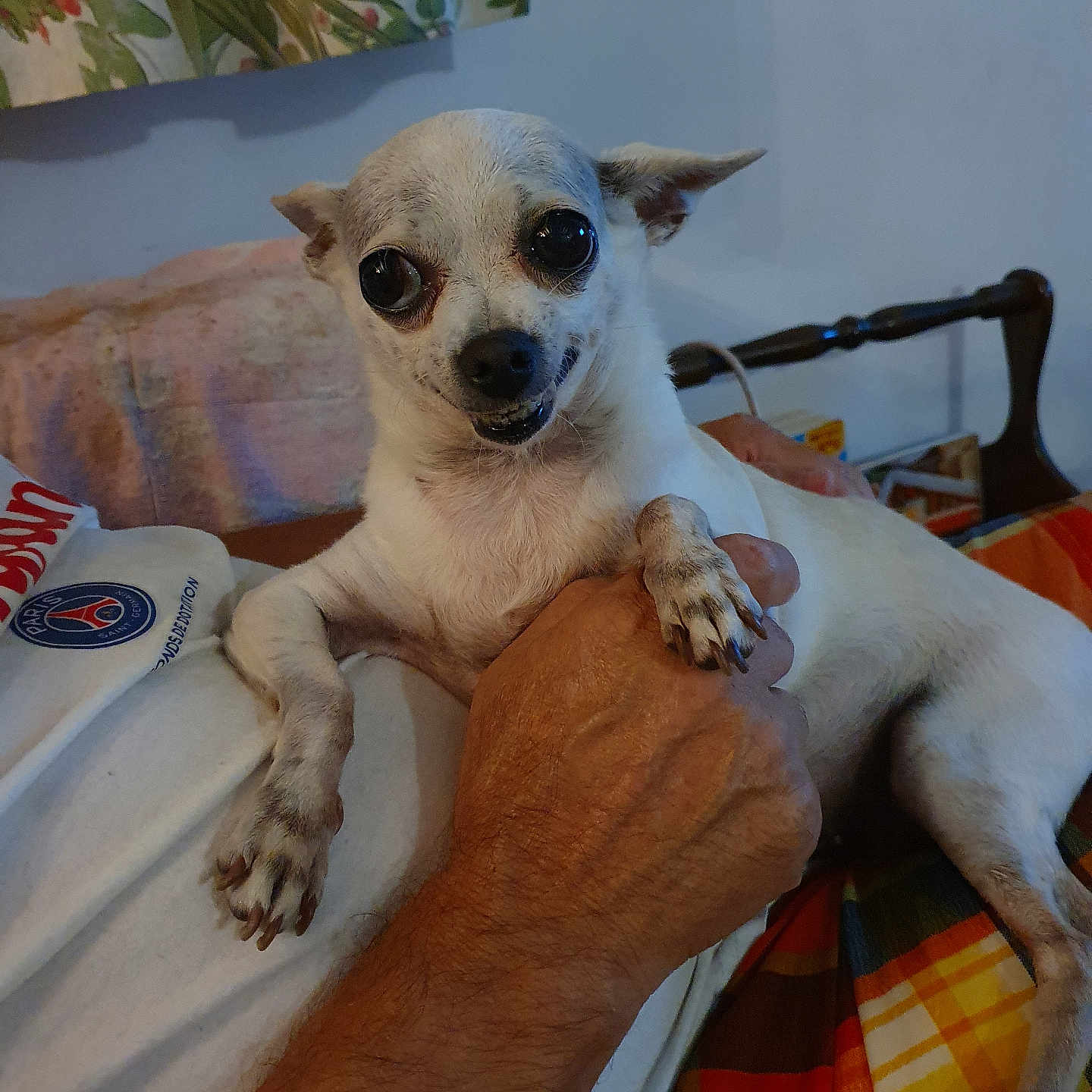 Paloma