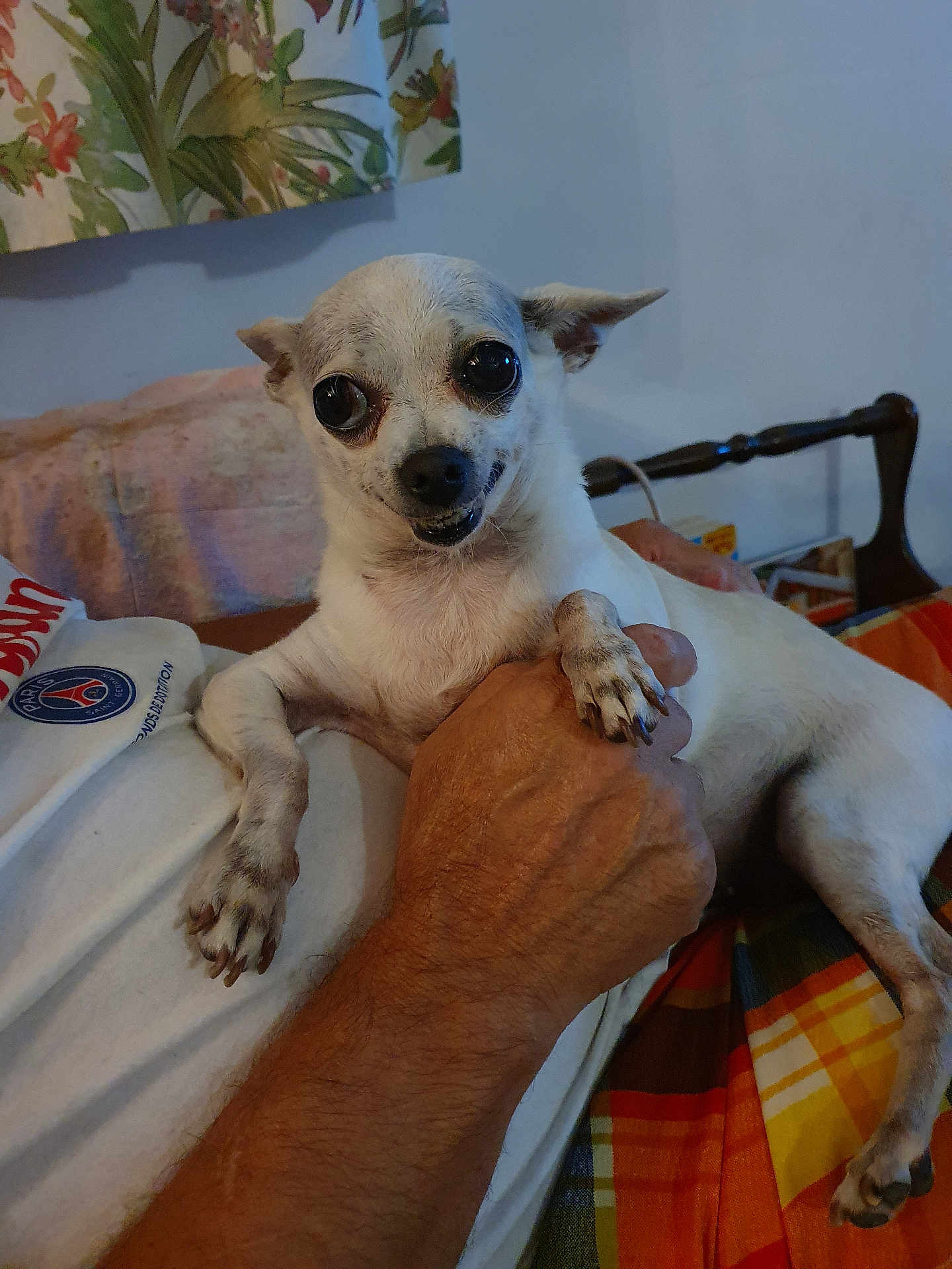 Paloma