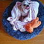dog, pet_bed, blanket, stuffed_toy, floor, licking, cute, small_dog, cozy, indoor, animal, fur, comfort, resting, toy, pink, blue, orange, wooden_floor, snug