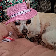 Paloma a rejoint le concours — aidez-le/la à gagner de superbes lots ! accessory, animal, blanket, chihuahua, cozy, cute, cute_pet, dog, fabric, home, indoor, lying_down, pacifier, patterned_background, pet, pink_hat, playful, resting, small_dog, white_dog