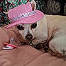 accessory, animal, blanket, chihuahua, cozy, cute, cute_pet, dog, fabric, home, indoor, lying_down, pacifier, patterned_background, pet, pink_hat, playful, resting, small_dog, white_dog