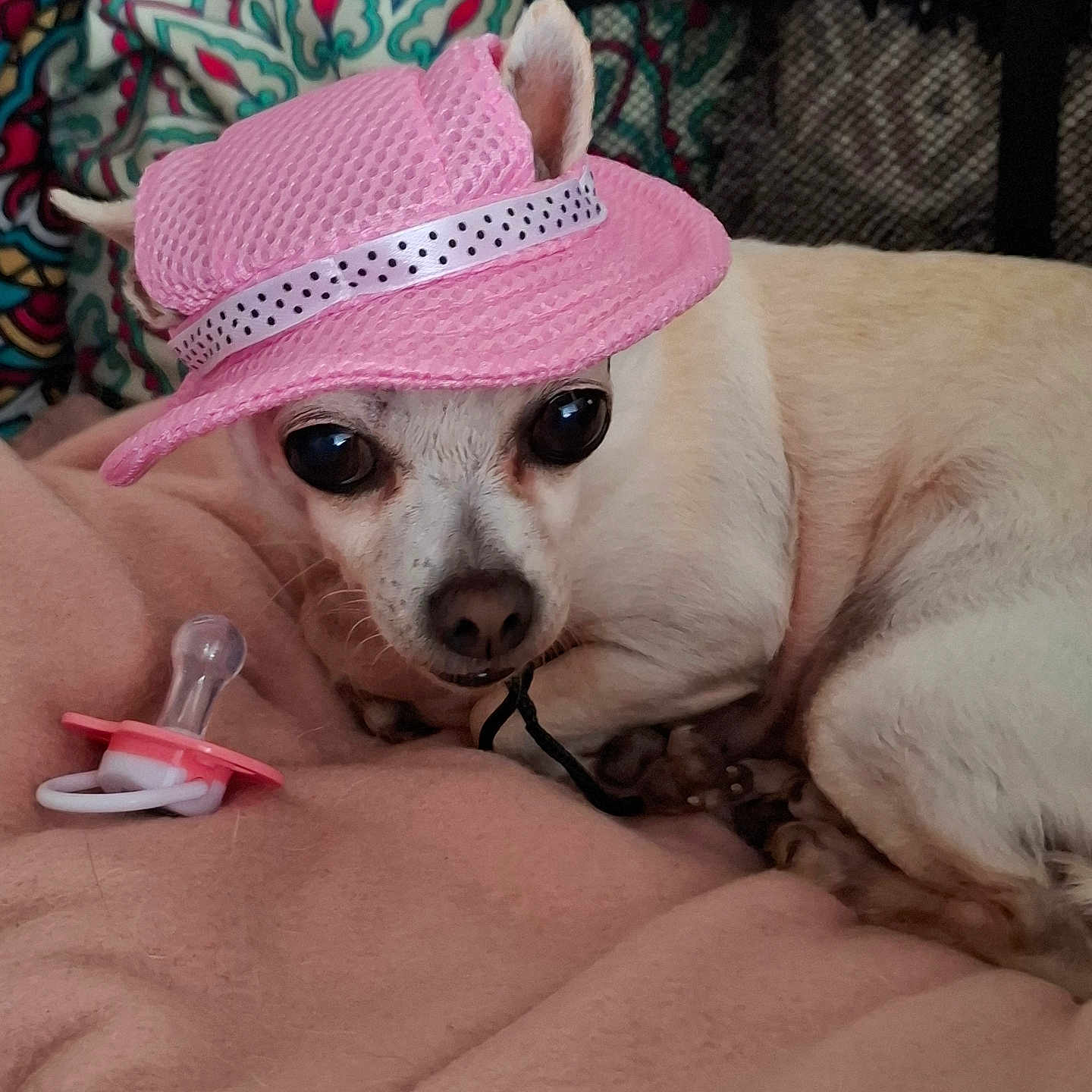 Paloma