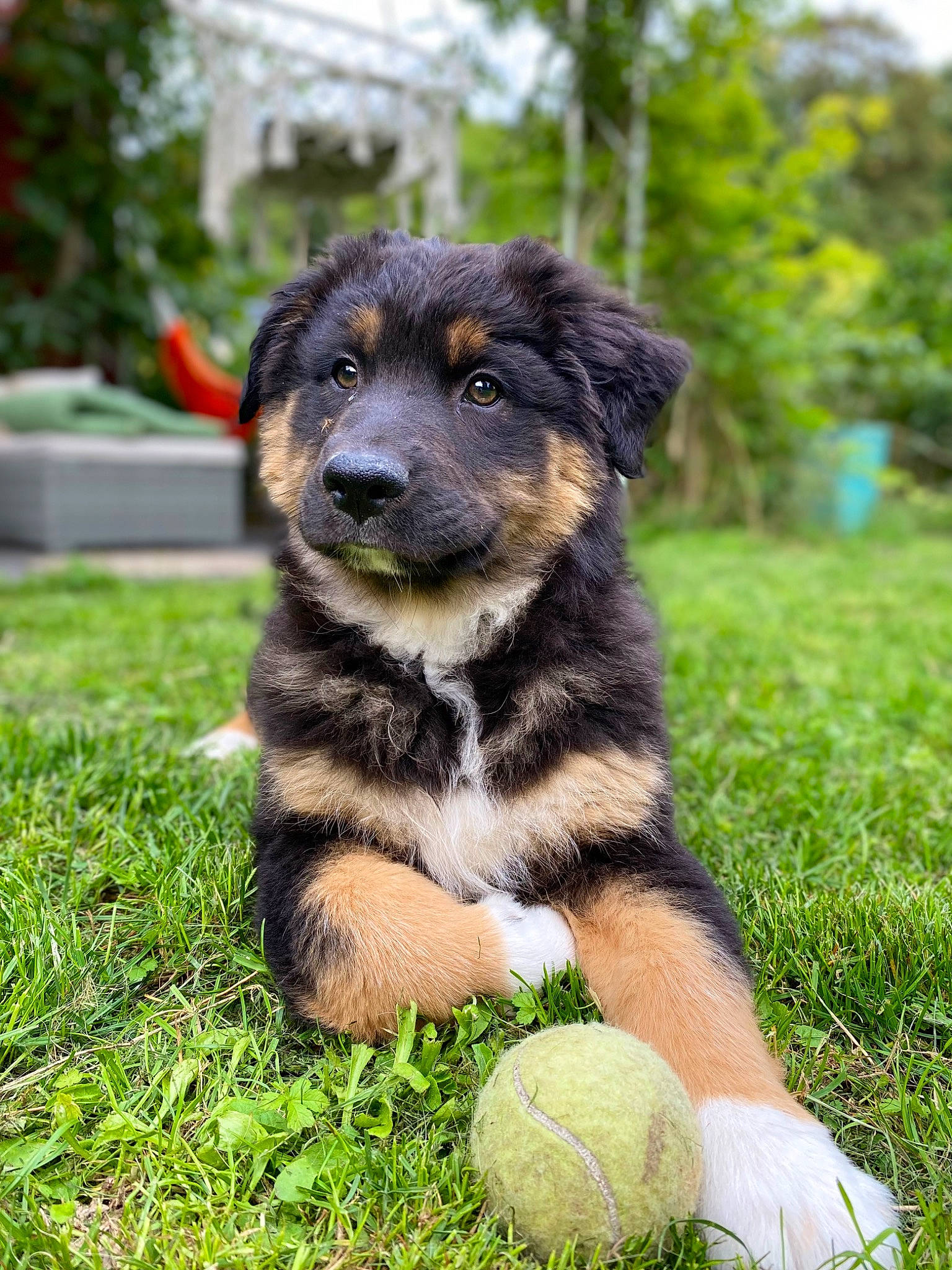 You Two participe au concours pour gagner de l'argent avec cette photo : ball, canidae, carnivore, companion_dog, dog, dog_breed, fawn, fur, garden, grass, groundcover, plant, snout, sporting_group, sports_equipment, tail, tennis_ball, terrestrial_animal, tree, working_dog