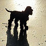 Upsie participe au concours pour gagner de l'argent avec cette photo : dog, silhouette, shadow, beach, sand, reflection, sunlight, wet_surface, mobile_phone_interface, screen_overlay, text_overlay, app_icons, outdoor, animal, pet, standing, backlit, dark_shape, nature, evening