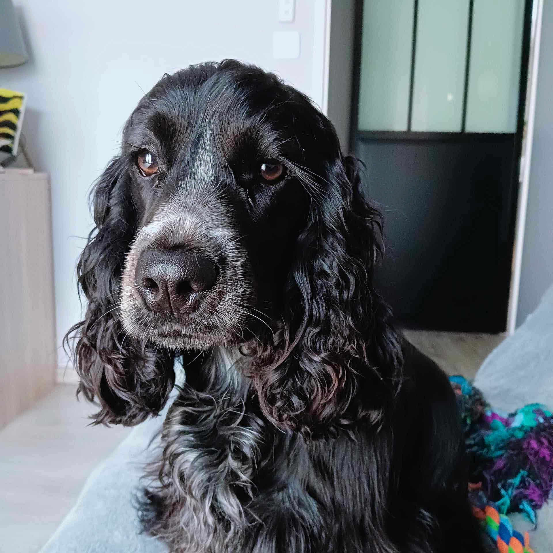 Upsie a rejoint le concours — aidez-le/la à gagner de superbes lots ! dog, pet, close_up, curly_fur, black_and_white, indoor, portrait, animal, canine, looking_away, furniture, door, toy, colorful, floor, home, domestic, companion, fur, cute