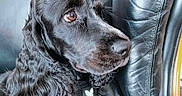 Upsie a rejoint le concours — aidez-le/la à gagner de superbes lots ! dog, black_dog, curly_fur, pet, close_up, leather_chair, indoor, brown_eye, portrait, side_view, calm, animal, furry, sitting, looking_away, domestic_animal, fur_texture, companion, cute, paw