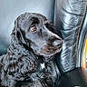 dog, black_dog, curly_fur, pet, close_up, leather_chair, indoor, brown_eye, portrait, side_view, calm, animal, furry, sitting, looking_away, domestic_animal, fur_texture, companion, cute, paw