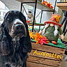 Upsie a rejoint le concours — aidez-le/la à gagner de superbes lots ! dog, black_dog, close_up, autumn_leaves, gnome_figurine, red_hat, wooden_crate, decorations, shelf, indoor, figurine, fall_theme, pet, animal, cute, blurry, face, ears, text_overlay, toy