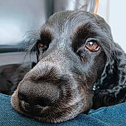 Upsie a rejoint le concours — aidez-le/la à gagner de superbes lots ! dog, black_dog, close_up, nose, eyes, pet, animal, resting, fur, canine, portrait, indoor, soft_light, texture, snout, sleepy, relaxed, muzzle, whiskers, companion