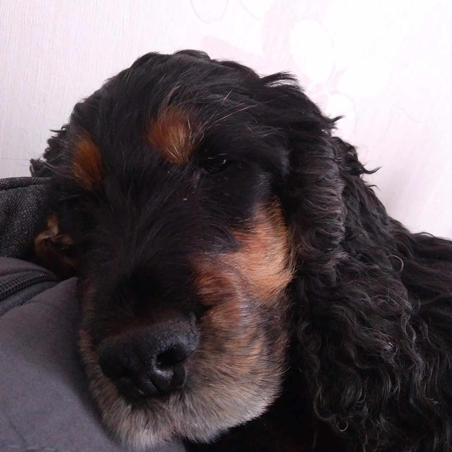 Helfy
