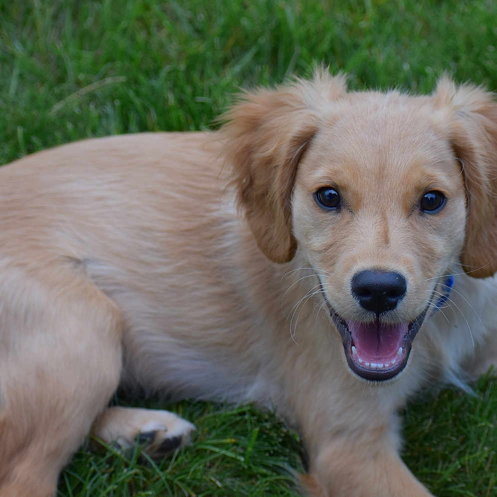 Cooper joined the competition — help win amazing prizes! animal, canine, collar, cute, dog, friendly, fur, golden_retriever, grass, happy, laying, mammal, nature, outdoor, pet, playful, puppy, smiling, tongue, young