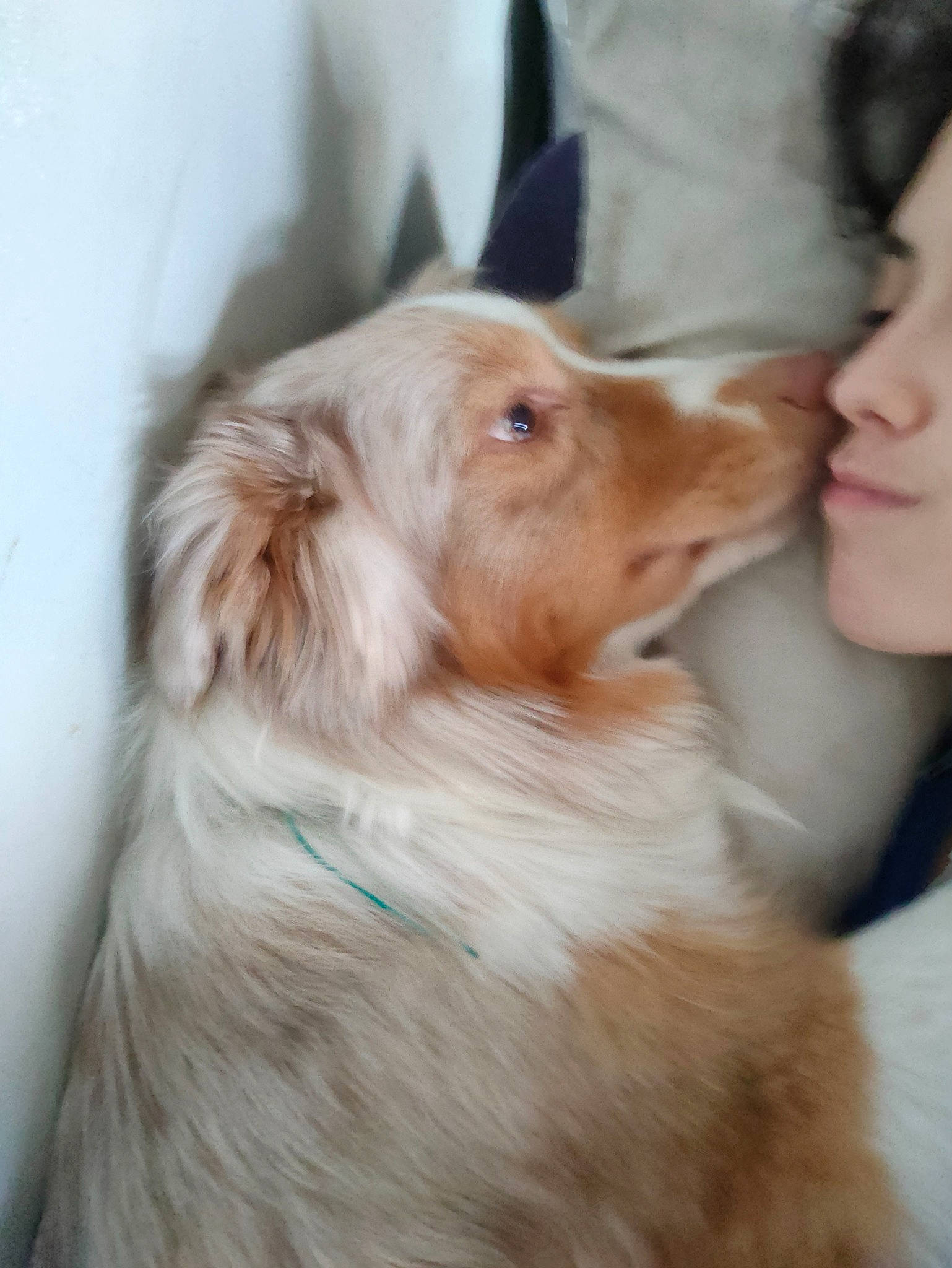 Starlight participe au concours pour gagner de l'argent avec cette photo : canidae, carnivore, companion_dog, dog, dog_breed, ear, fawn, fur, gun_dog, hair, liver, retriever, snout, sporting_group, whiskers, working_dog