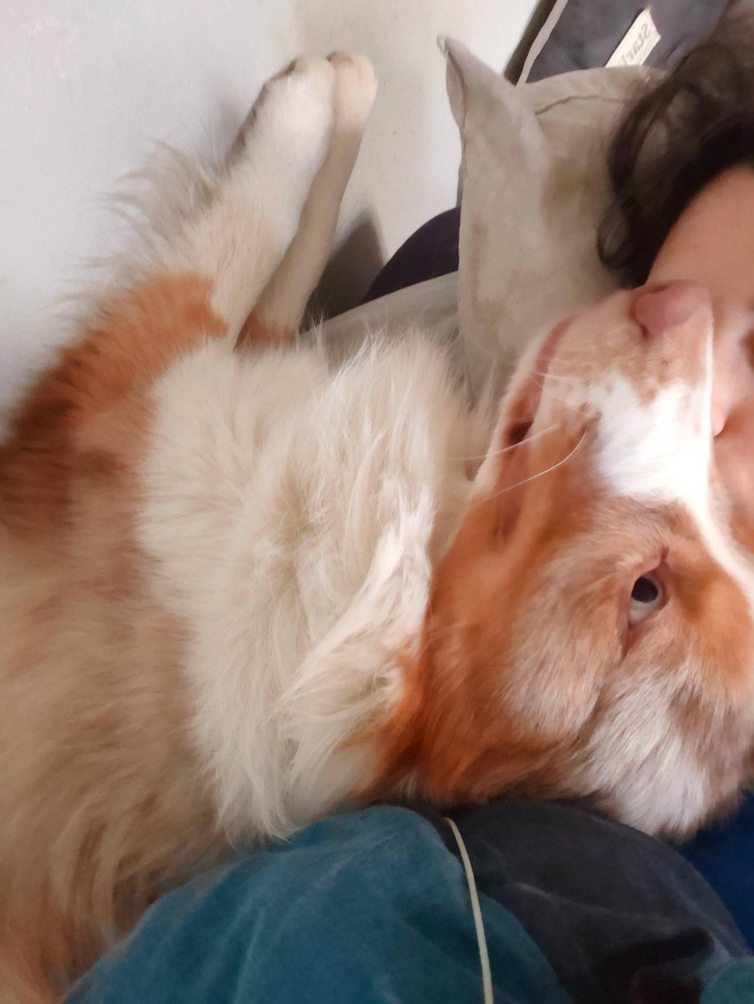 Starlight a rejoint le concours — aidez-le/la à gagner de superbes lots ! canidae, carnivore, cat, comfort, companion_dog, dog_breed, domestic_short_haired_cat, ear, fawn, felidae, foot, fur, gesture, liver, nap, paw, small_to_medium_sized_cats, sporting_group, tail, whiskers