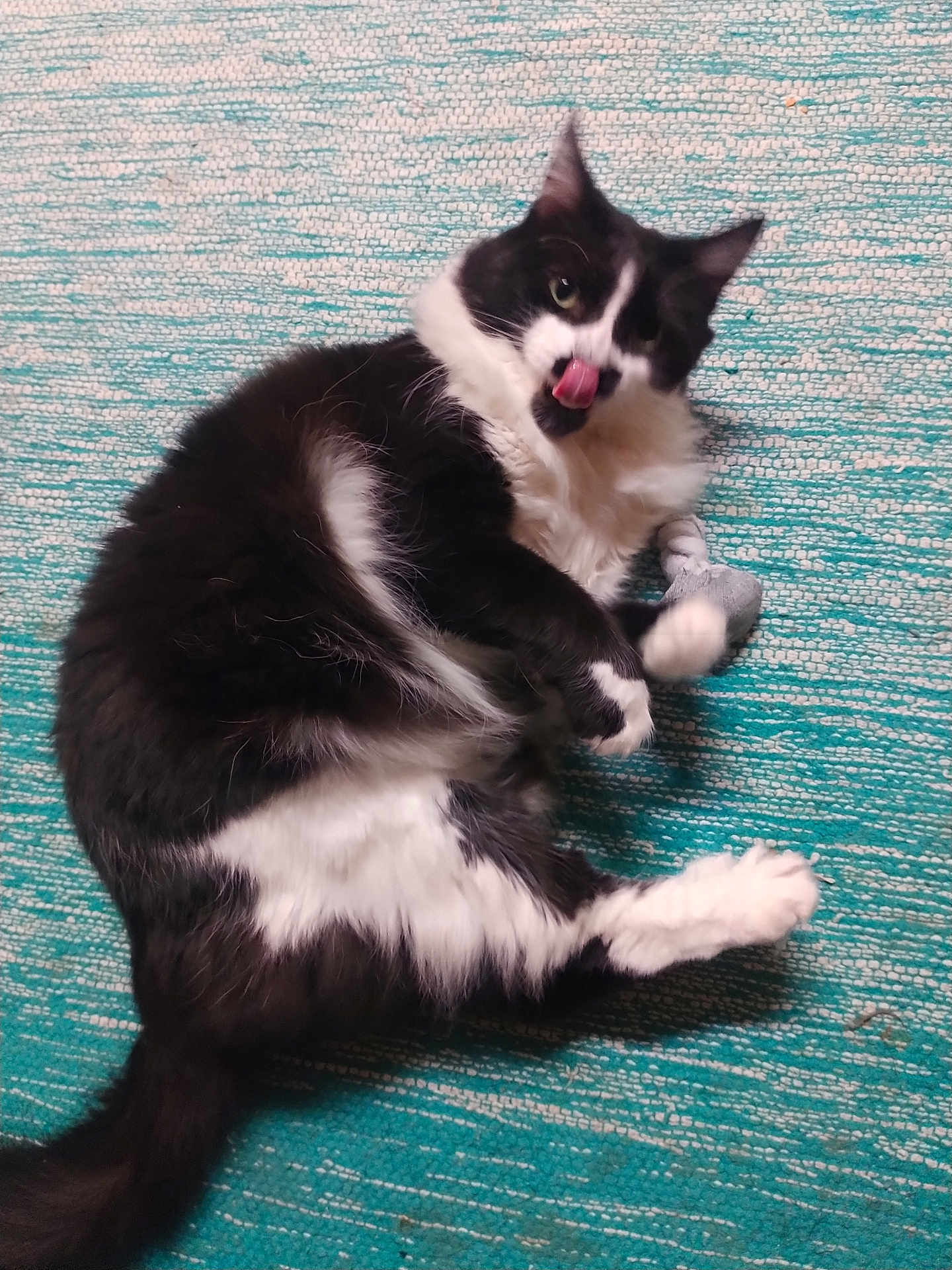 Pete is registered to the contest to win money with this photo: cat, black_and_white, fluffy, licking, playful, toy, rug, texture, pet, indoor, fur, whiskers, paw, cute, animal, relaxed, lying_down, domestic, feline, tongue_out