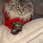 Yuna participe au concours pour gagner de l'argent avec cette photo : cat, tabby, gray_cat, fluffy, pet, feline, red_sweater, blanket, cozy, indoor, resting, animal, cute, whiskers, ears, paws, fur, portrait, relaxed, home