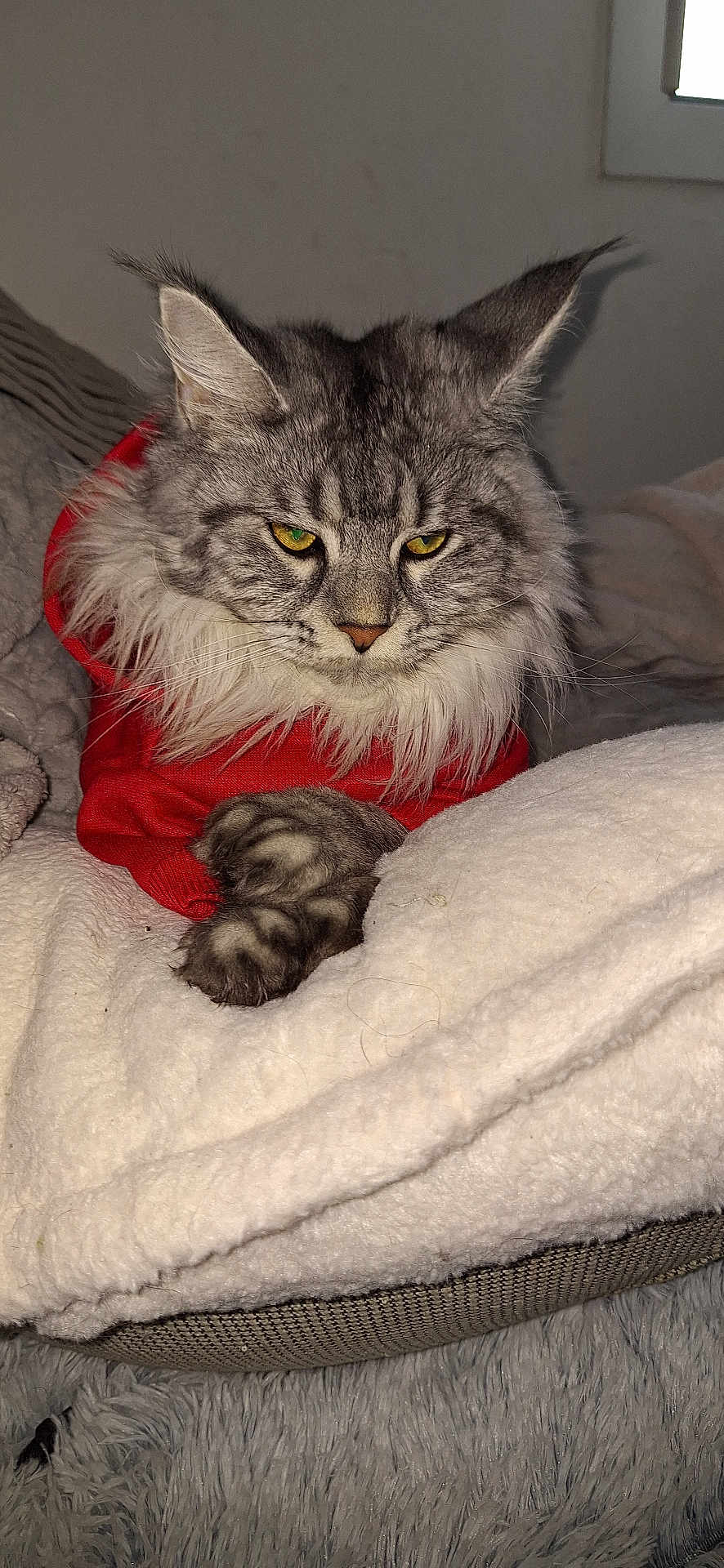 Yuna participe au concours pour gagner de l'argent avec cette photo : cat, tabby, gray_cat, fluffy, pet, feline, red_sweater, blanket, cozy, indoor, resting, animal, cute, whiskers, ears, paws, fur, portrait, relaxed, home