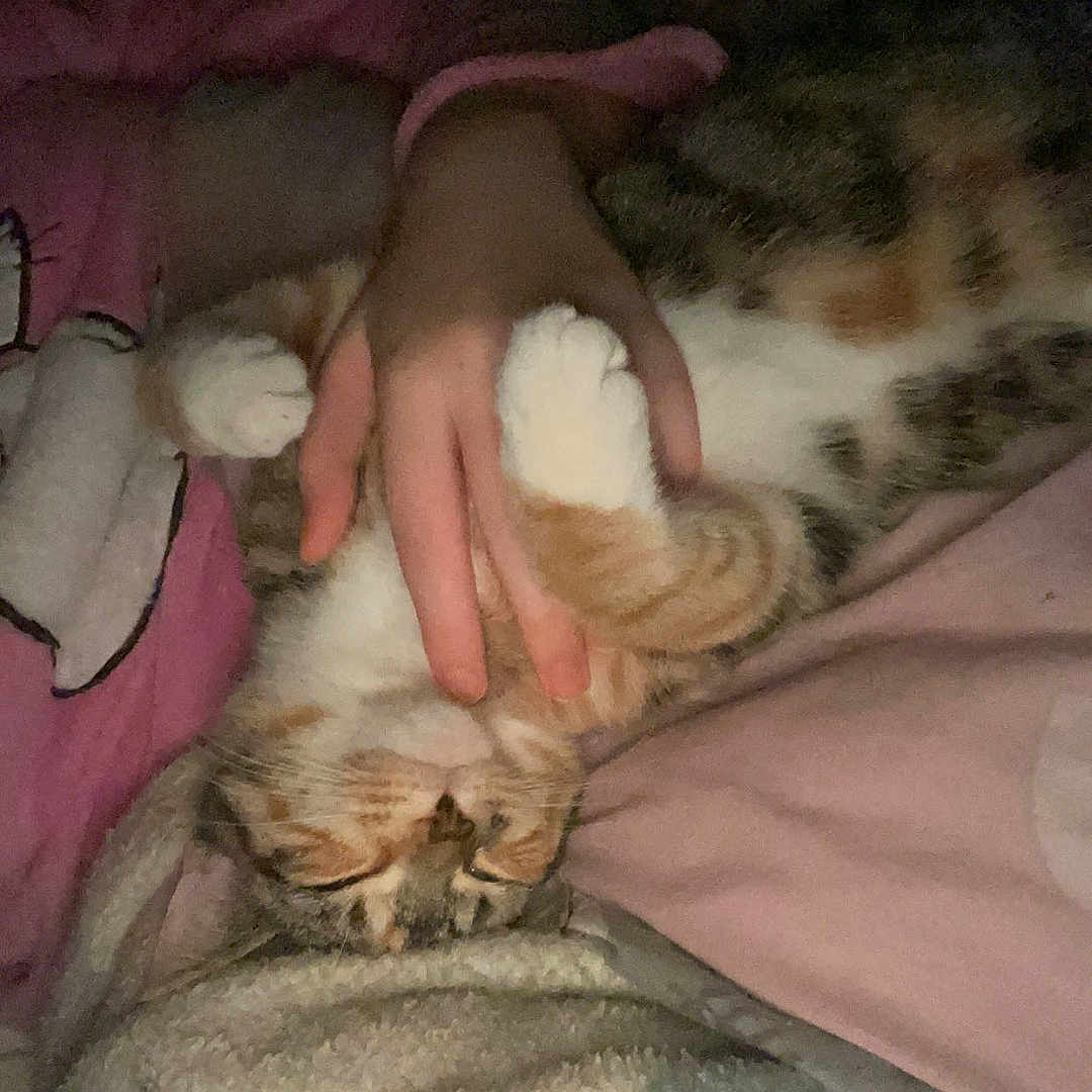 Bella is registered to the contest to win money with this photo: animal, baby, bed, bedroom, blanket, bodypart, cat, couch, face, finger, furniture, hand, head, indoors, kitten, person, pet, photography, room, sleeping