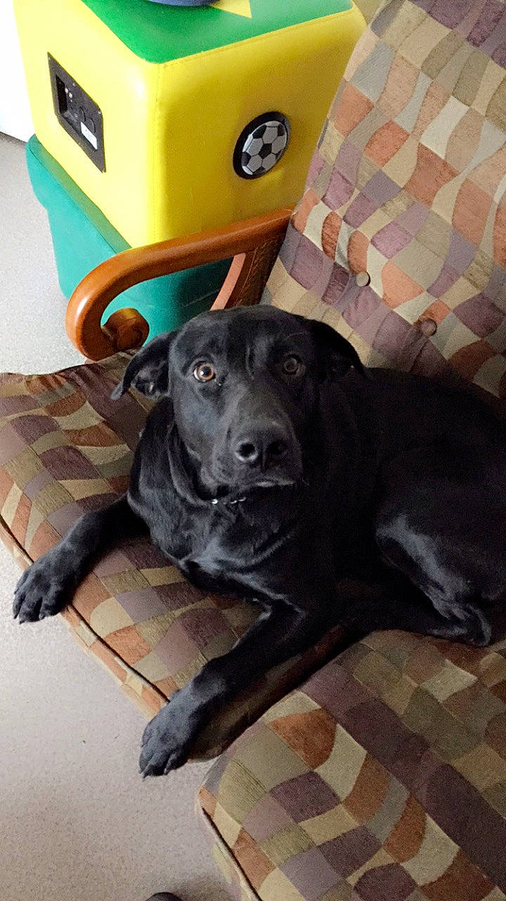 Malouk participe au concours pour gagner de l'argent avec cette photo : beagador, borador, canidae, carnivore, dog, dog_breed, labrador_retriever, retriever, snout, sporting_group