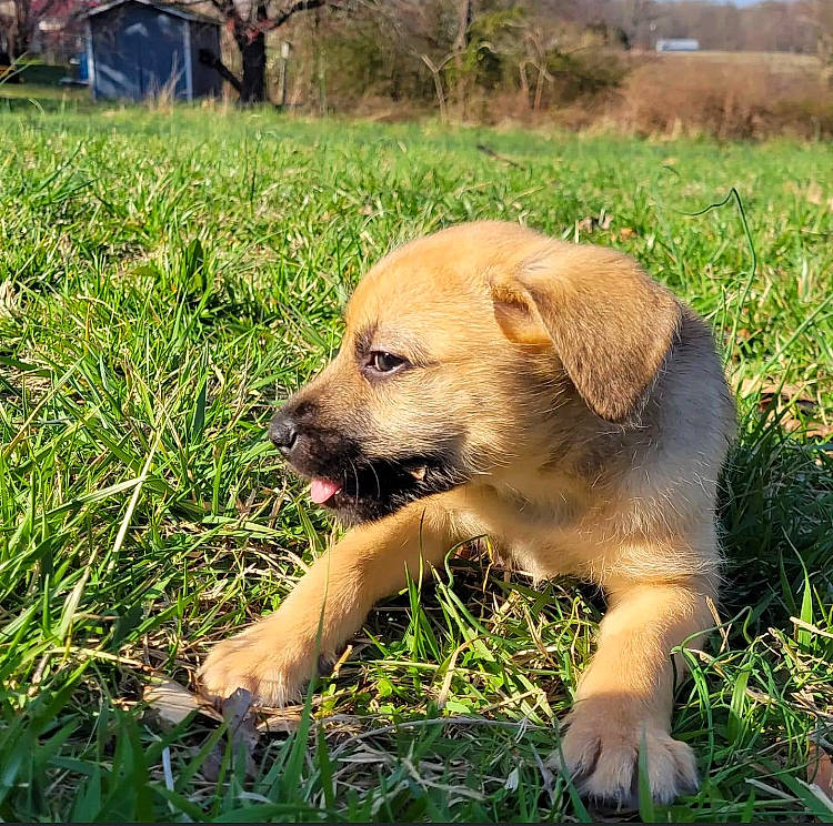 Boe is registered to the contest to win money with this photo: adventure, canidae, carnivore, companion_dog, dog, dog_breed, fawn, grass, grassland, groundcover, plant, prairie, puppy, snout, soil, sporting_group, terrestrial_animal, tree, whiskers, working_animal