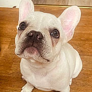 Prada is registered to the contest to win money with this photo: adorable, animal, canine, closeup, companion, cute, dog, domestic_animal, ears_up, floor, french_bulldog, indoor, looking_up, pet, puppy, sitting, small_dog, white_dog, wooden_floor, young_dog