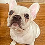 adorable, animal, canine, closeup, companion, cute, dog, domestic_animal, ears_up, floor, french_bulldog, indoor, looking_up, pet, puppy, sitting, small_dog, white_dog, wooden_floor, young_dog
