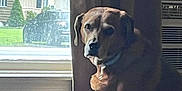 Bella joined the competition — help win amazing prizes! animal, brown_dog, calm, canine, curtain, daylight, dog, domestic, furniture, home, house, indoor, light, looking, pet, portrait, quiet, shadow, sitting, window