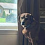 animal, brown_dog, calm, canine, curtain, daylight, dog, domestic, furniture, home, house, indoor, light, looking, pet, portrait, quiet, shadow, sitting, window